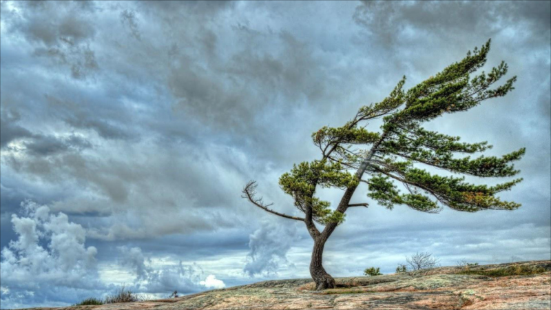 Küləkli hava ilə bağlı əhaliyə XƏBƏRDARLIQ