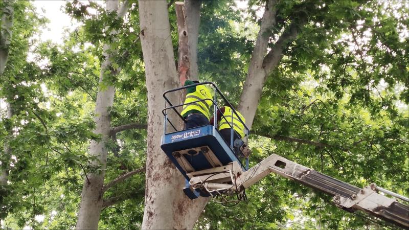 MKTİB tərəfindən ağaclar budanıb - FOTO