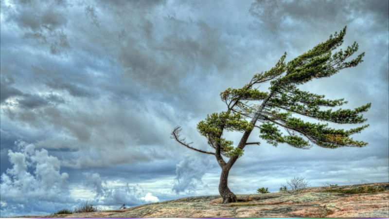 Sabah Gəncədə güclü külək əsəcək - XƏBƏRDARLIQ
