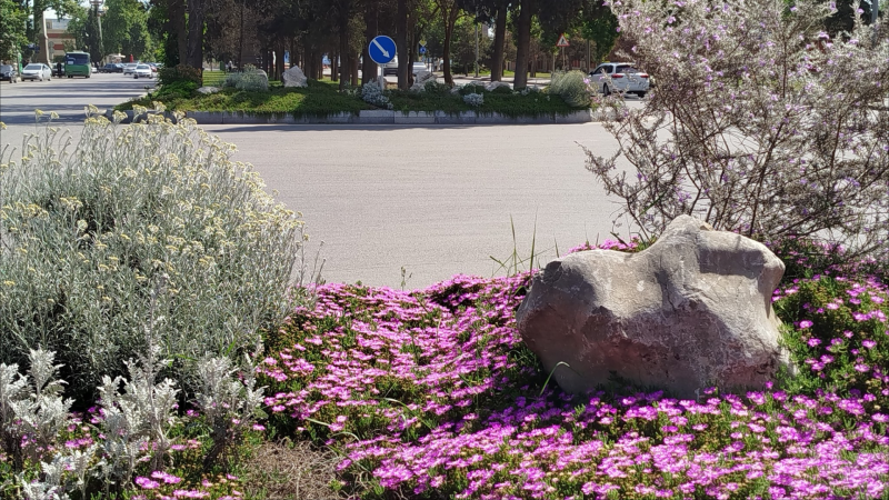 Gəncədə iki prospektdə güllər əkilib - FOTO