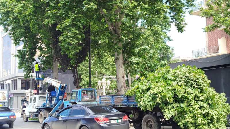Gəncədə infrastruktura maneçilik törədən ağacların budaqları kəsilib - FOTO