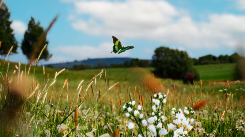 Sabah 31 dərəcə isti olacaq - PROQNOZ