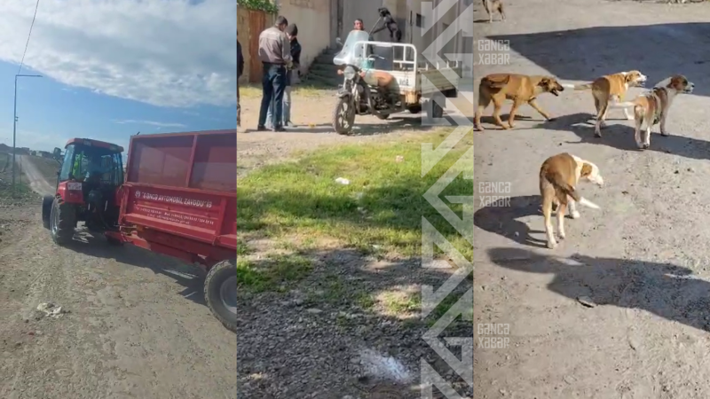 “Yuva”sı olmayanlar: Gəncədə sahibsiz itlər problemi - VİDEO