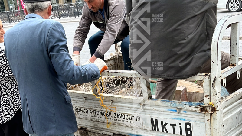 Gəncədə sahibsiz itləri “ovladılar” - VİDEO Gəncədə sahibsiz itləri “ovladılar” - VİDEO