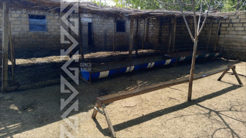 163 qoyunu oğurlamaqda şübhəli bilinən şəxs tutuldu