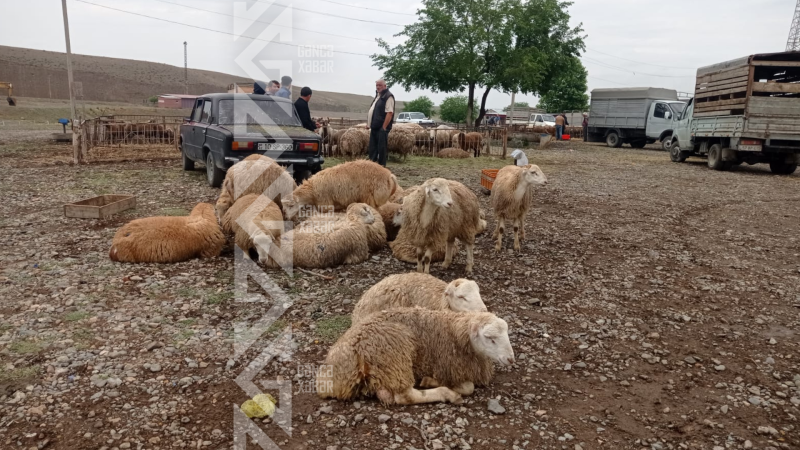 Qurbanlıq heyvanların qiymətləri alıcıları məyus edir - FOTO