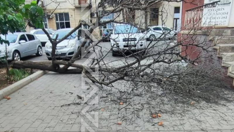 Gəncədə iri ağac aşıb