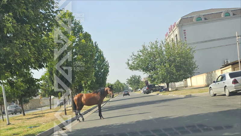 Yol kənarına “park edilən” at təhlükə saçır