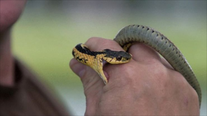 Goranboyda 75 yaşlı qadını ilan sancıb