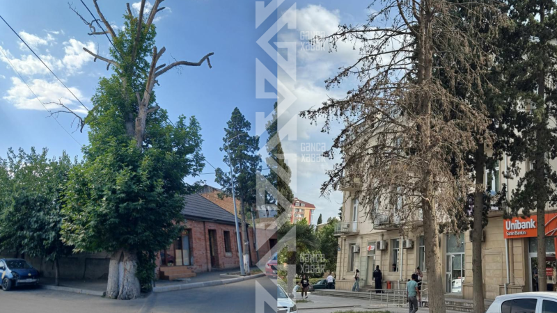 Gəncədə təhlükəli ağac budaqları