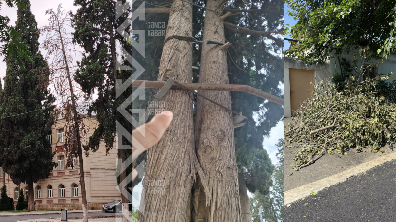 Gəncədə ağaclarla bağlı ÜÇQAT problem