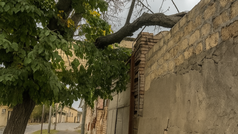 Gəncədə ağac qırılıb, qurumlar susur