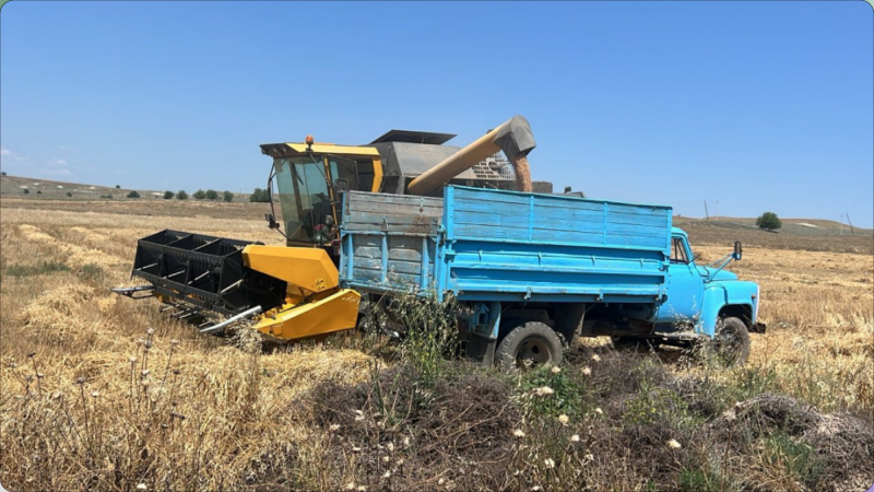 Bu rayonda taxıl biçini başa çatıb