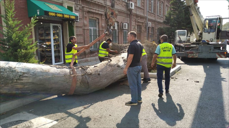 Gəncədə qəzalı ağaclar kəsilib - FOTO