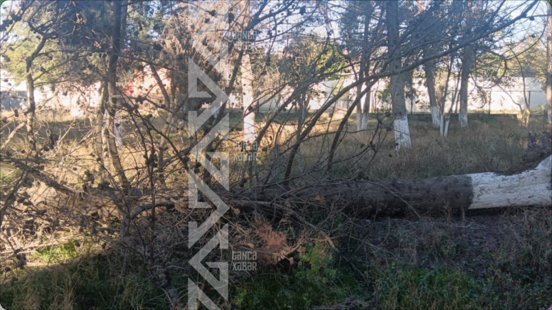 Gəncədə külək fəsadlar törətdi, qaz xətti sıradan çıxdı