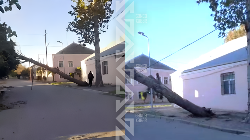 Gəncədə məktəbin yaxınlığında iri ağac aşıb