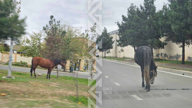 Gəncədə yol kənarına park edilən atlar təhlükə saçır
