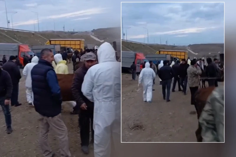 Heyvan bazarı dezinfeksiya olunur Heyvan bazarı dezinfeksiya olunur