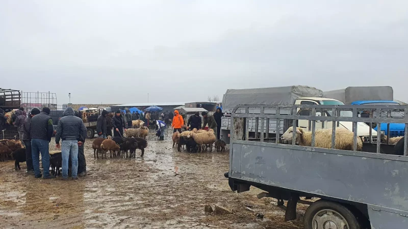 Bu gündən heyvan bazarları bağlanır
