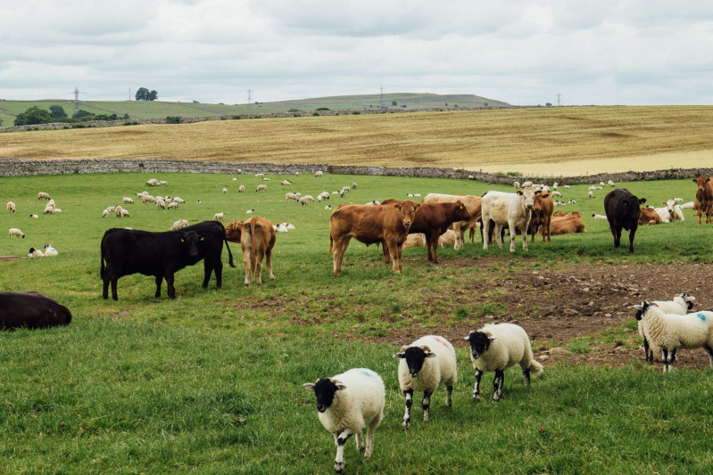 Mal-qara üçün 3,1 milyon manatlıq peyvənd alınacaq