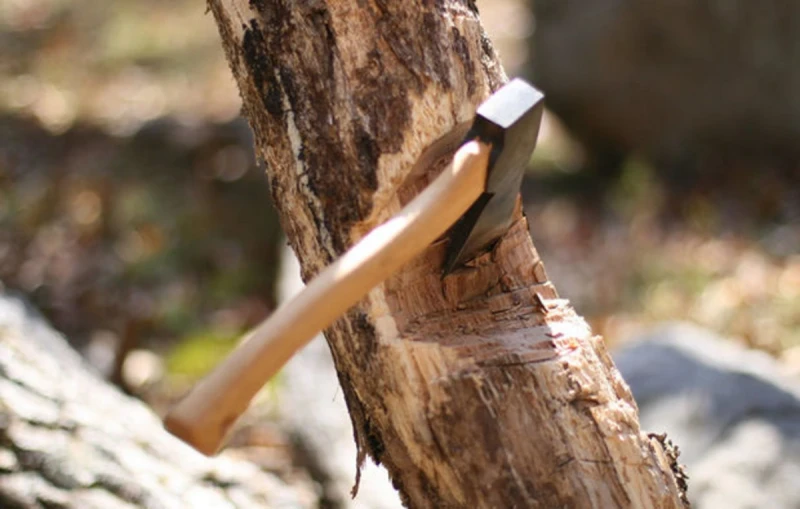 Gəncədə kollecin həyətində ağac kəsən fəhlə cərimələndi