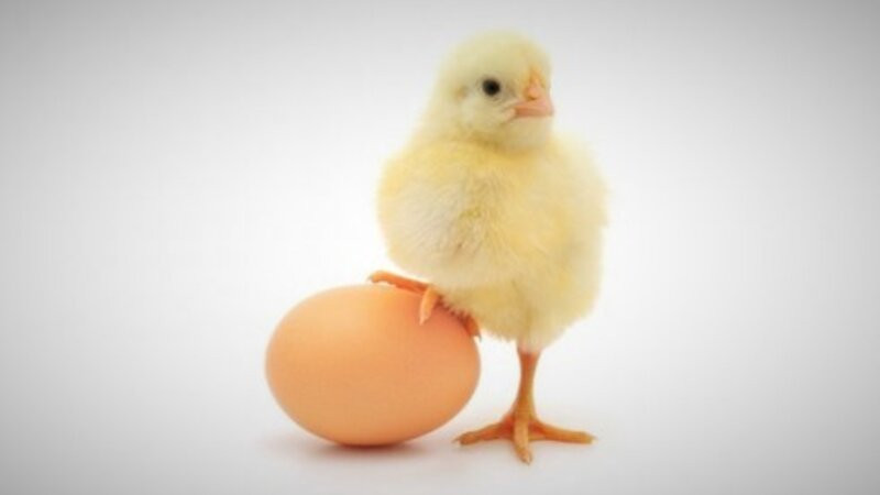 Satdığı yumurtadan cücə çıxmadı, məhkəmədə üz-üzə gəldilər