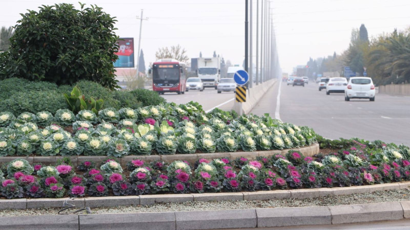 Gəncə payızlıq güllərlə bəzədilib