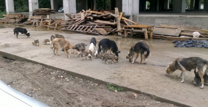 ADAU-da heyvanlar üçün pulsuz qısırlaşdırma AKSİYASI