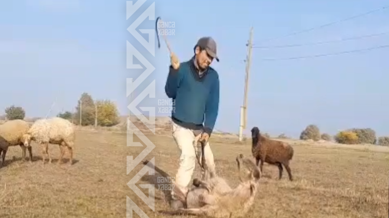 Qoyunu qamçı ilə döyən şəxs TUTULDU - YENİLƏNİB