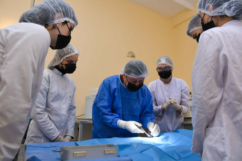 Gəncədə ödənişsiz qısırlaşdırma aksiyası keçirilir