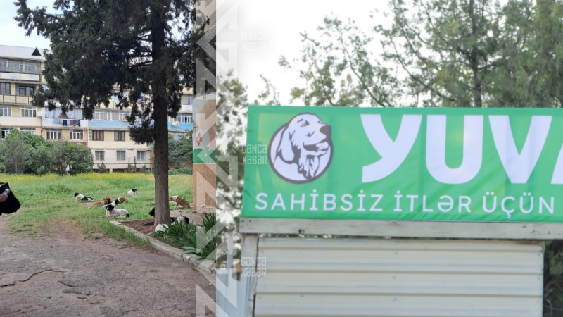 Gəncəlilər küçə itlərindən təngə gəldi