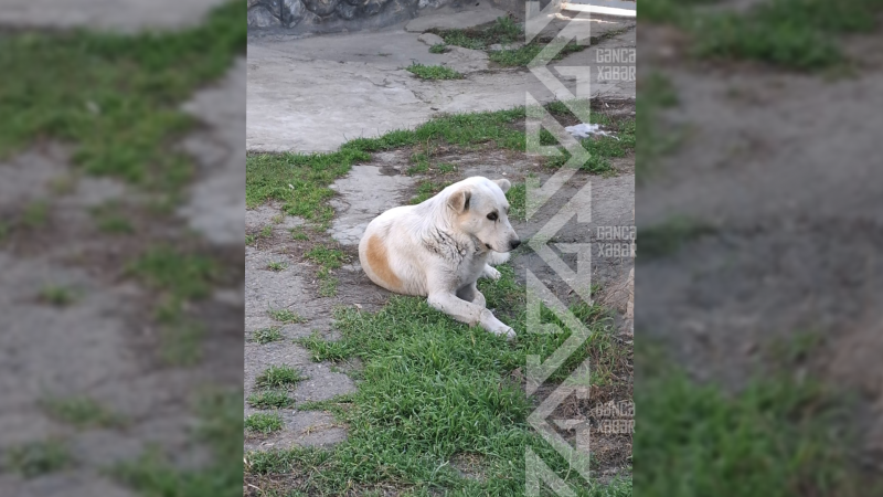 Gəncədə sahibsiz itlərin kütləvi şəkildə zəhərləndiyi iddia olunur