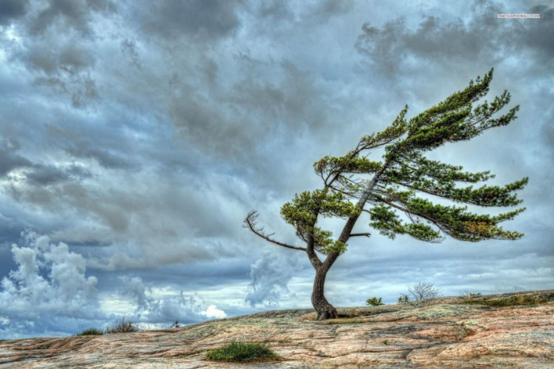 Küləkli hava ilə bağlı XƏBƏRDARLIQ