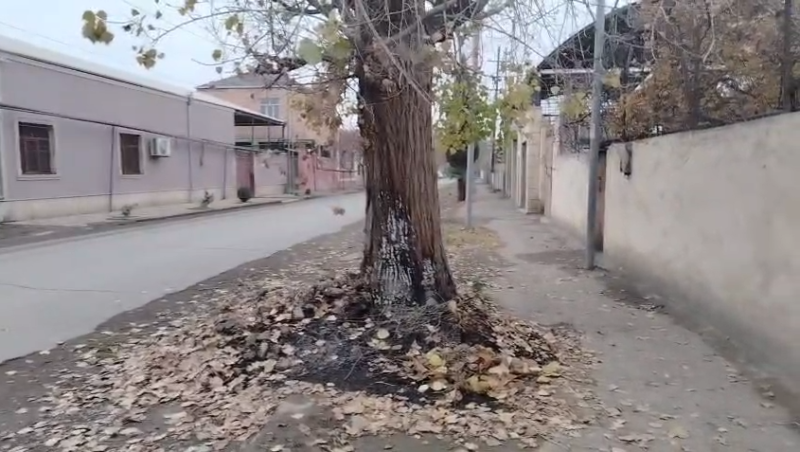 Gəncə şəhər MKTİB: Əməkdaşlar zibilləri ağacların dibində yandırmayıblar