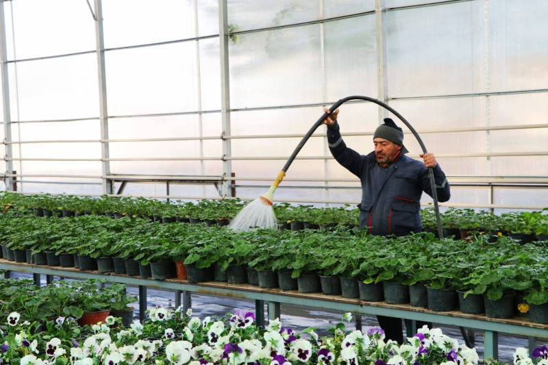 Gəncədə istixanalar qış mövsümünə hazırlaşır