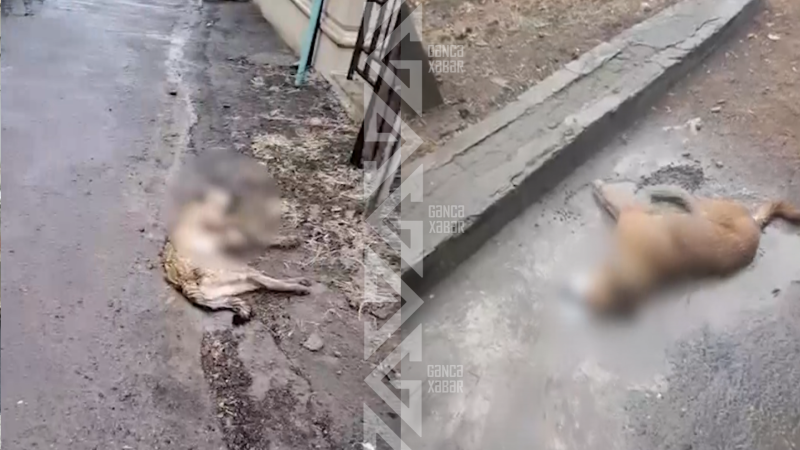 Gəncədə sahibsiz itlər kütləvi şəkildə zəhərlənir - İDDİA