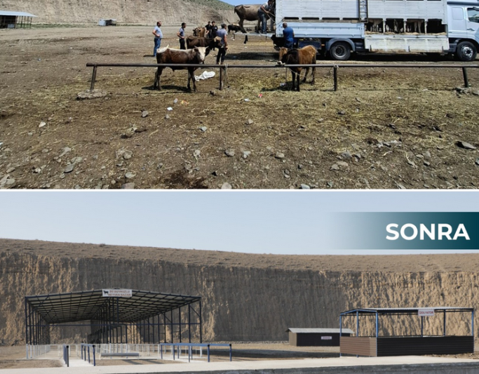 Göygöl heyvan bazarı fəaliyyətə başlayıb