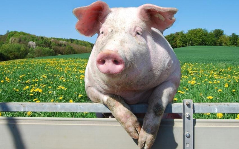 Gəncədə donuz yoxdur