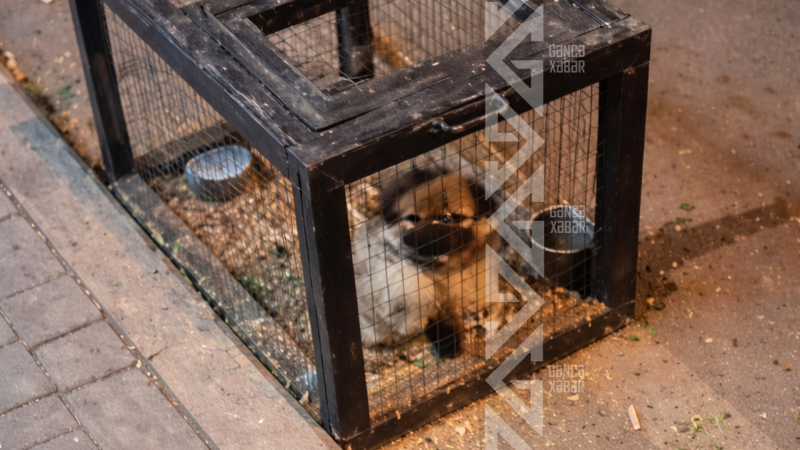 Gəncədə itə qarşı qeyri-insani rəftar - İDDİA