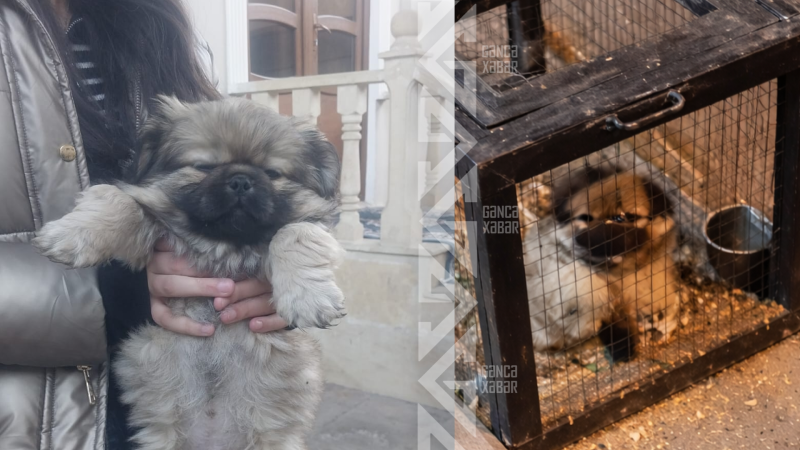 Gəncədə it sahibi sosial şəbəkə MƏHKƏMƏSİnin qurbanı oldu