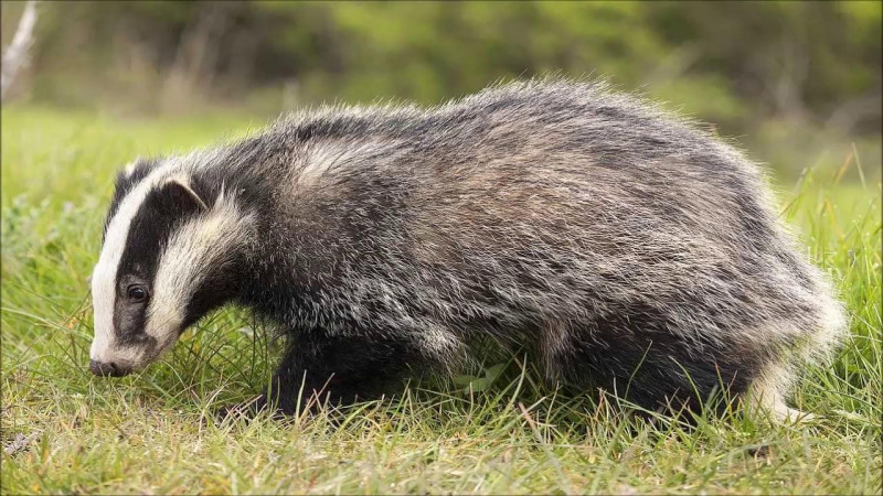Porsuğu taxta ilə öldürüb ətini yeyən qazi CƏRİMƏLƏNDİ