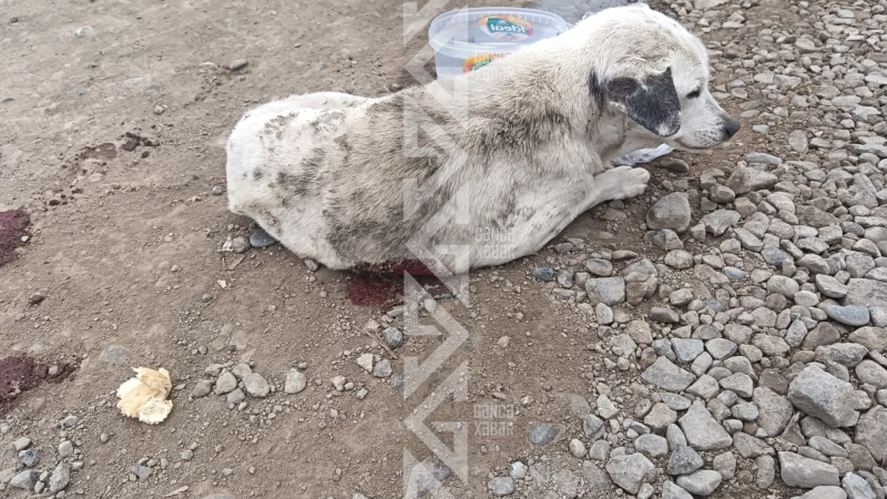 Gəncədə sahibsiz it güllələndi