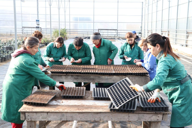 Gəncədə gül toxumlarının əkini aparılır