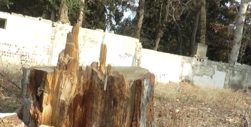 Gəncədə nadir ağaclar kəsildi