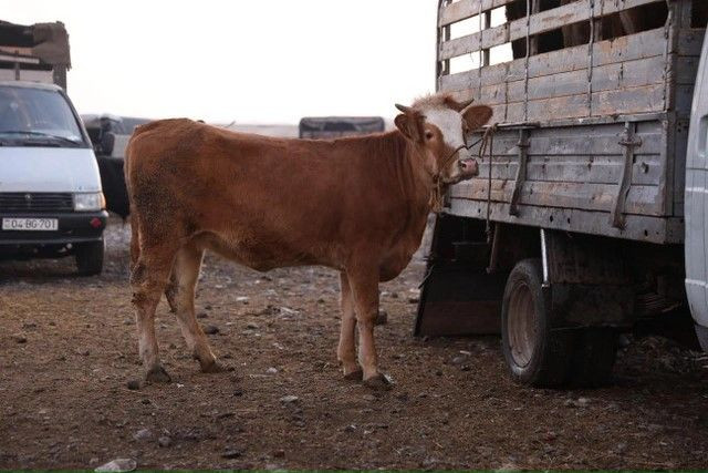 Tanışının danalarını dələduzluq yolu ilə ələ keçirən şəxslə bağlı QƏRAR