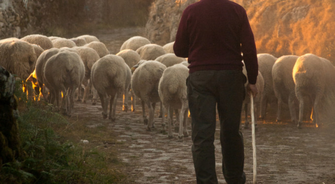 Çoban arvadı ilə birgə onlara yemək gətirən qonşusunu bıçaqladı