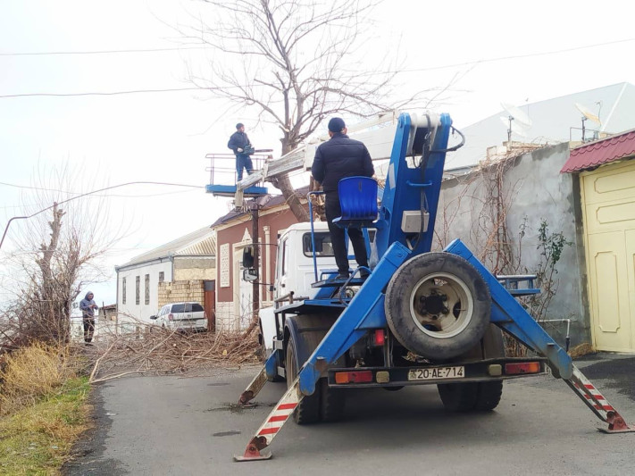 Gəncədə 270 ağac budandı