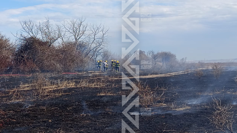Qəfil başlayan yanğın təşviş yaratdı - Meşə xilas edildi