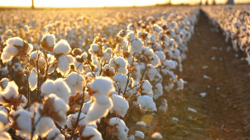 Bölgəmizdə 6 min tondan çox pambıq istehsal edilib