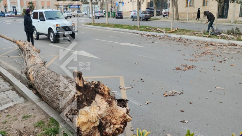 Gəncədə külək ağacları aşırıb